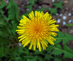 dandelion in the garden close-up