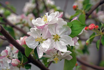 apple tree bloom in the garden