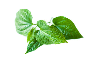 Wild Betel Leafbush , Piper sarmentosum Roxb on white background