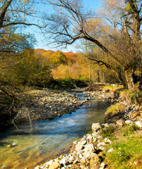 landscapes colors tree green forest leaf nature sunlight