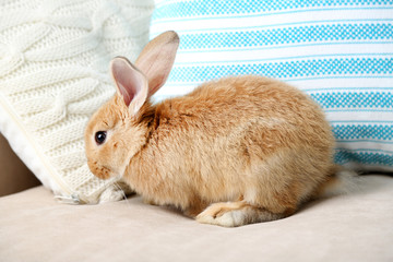 Cute rabbit on sofa, close up