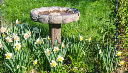 stone, birdbath in garden with daffodils © vermontalm