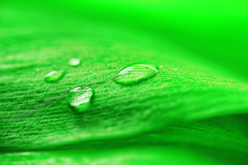 Close up of green leaf with drops