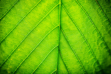 Close up of fresh green leaf with veins