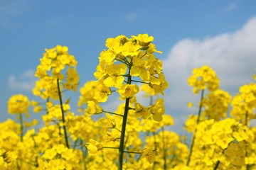 Rape seed flowers in field with blue sky and clouds