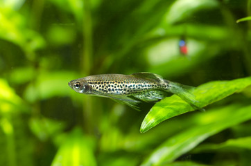 leopard danio