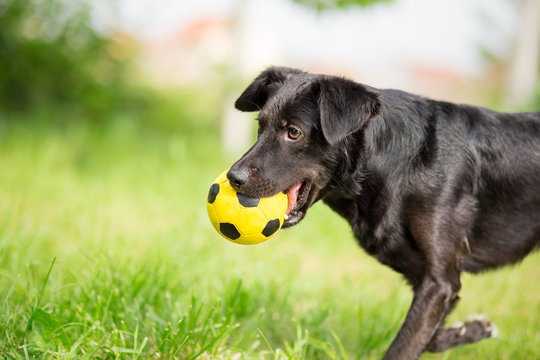 Black mixed breed dog playing with soccer ball