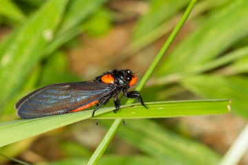 Red-nosed Cicada