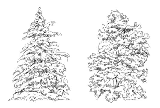 Trees, Oak, birch, fir, pine.Sketch collection
