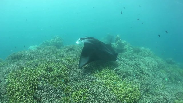 Manta Ray In Yap