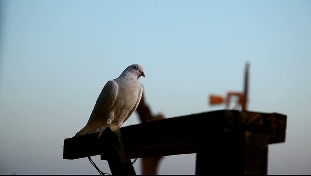 white Pigeon on the wall