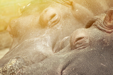 Hippo couple sleeping
