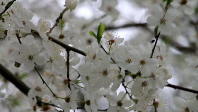  white plum tree blossoms
