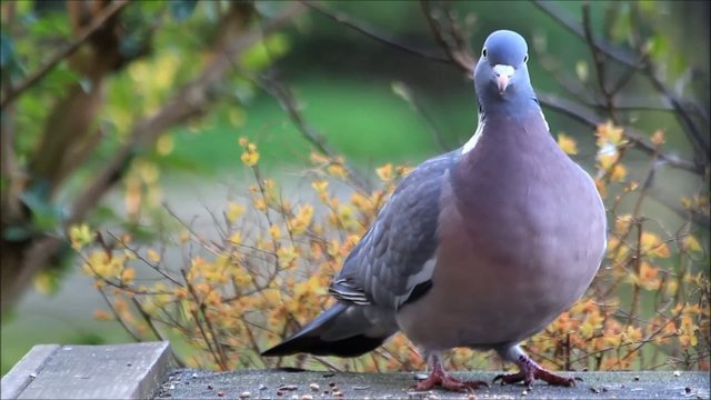 closeup dove feeding, wood pigeon 
