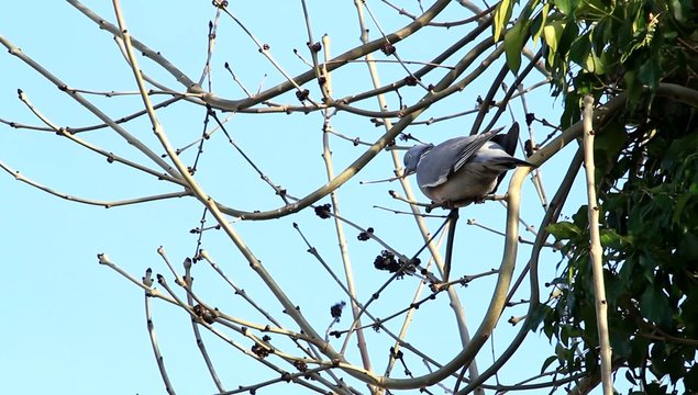 dove sitting on branch in tree, april, Wood pigeon
