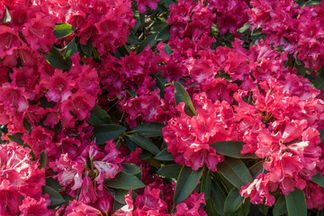 Red Rhododenron Closeup