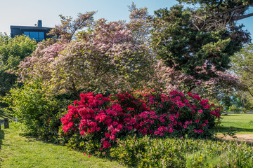Vibrant flower bushes In West Seattle, Washington.