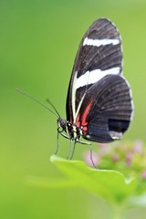 Fototapeta na wymiar Postman butterfly