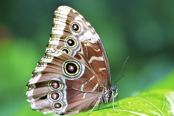 Morpho butterfly, ventral view