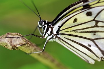Paperwhite butterfly, macro