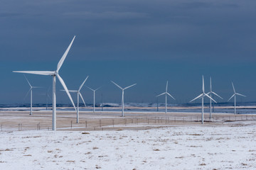 Wind Turbines in Winter Wheat fields