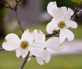 Fototapeta na wymiar Dogwood Flowers in the spring