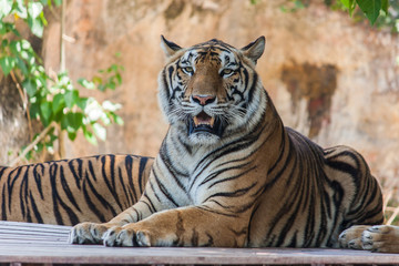 Bengal tiger
