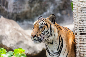 Bengal tiger