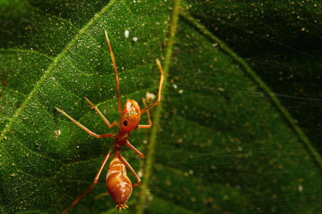 Kerengga ant-like 