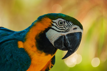 blue and yellow parrots on boken background