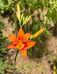 Fototapeta premium Closeup of a lily flower