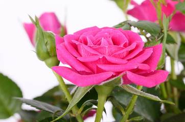 Rose on a white background