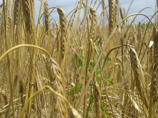 fields cereals