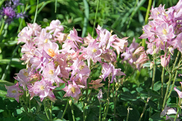 Akelei - Aquilegia