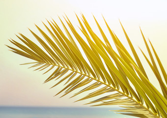 Palm leaf abstract background