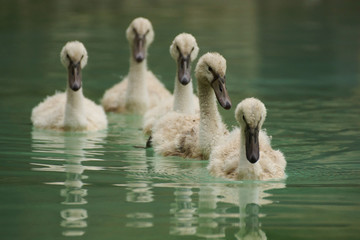 Swan Gang