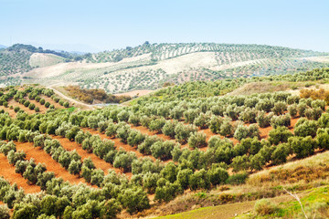  Olives plant among hills