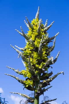 Closeup of Puya chilensis