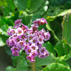  Bergenie - Bergenia