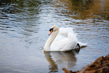 Obraz premium The white swan