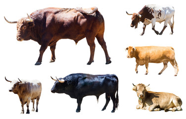 Set of bulls and cows  over white