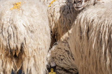 Detail of sheep before the shorn