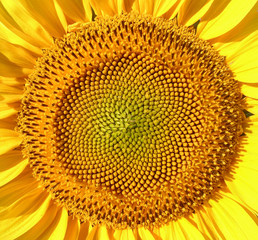 Fototapeta premium Sunflower macro shot