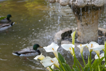 Wild duck, Anas platyrhynchos, swimming in a pond