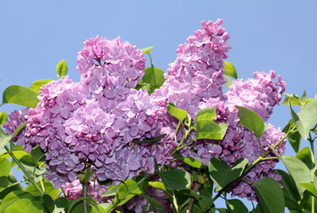 soft lilac bush/spring garden