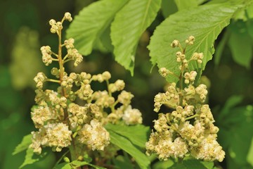 Цветки каштана