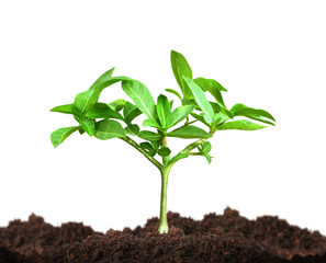 Growth of tree
