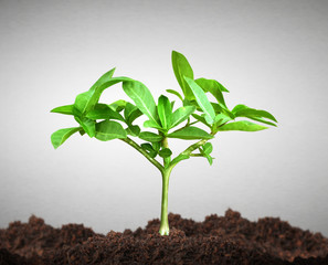 Growth of tree