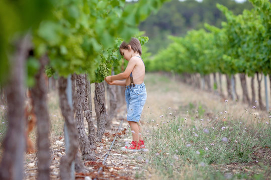 Cute laughing boy, running in a beautiful summer vine yard