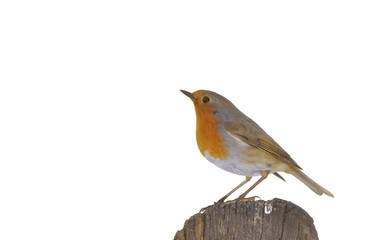 Robin, erithacus rubecula.